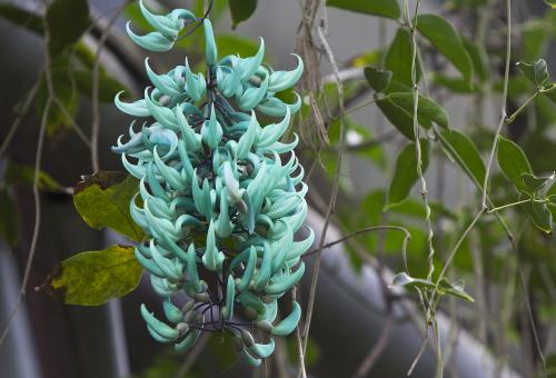 Jade vine